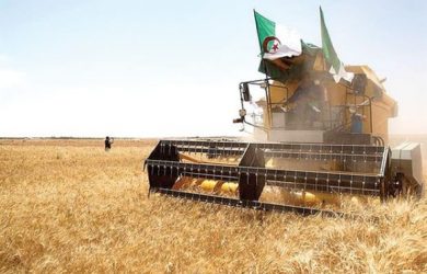 Agriculture: le secteur qui a relevé le défi de la sécurité alimentaire de l’Algérie indépendante
